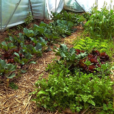Arambha Ecovillage Farmstay Tabua  Екстериор снимка